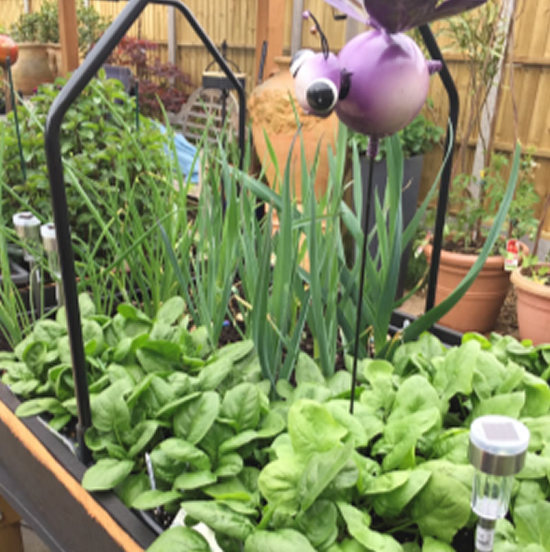 a raised herb bed