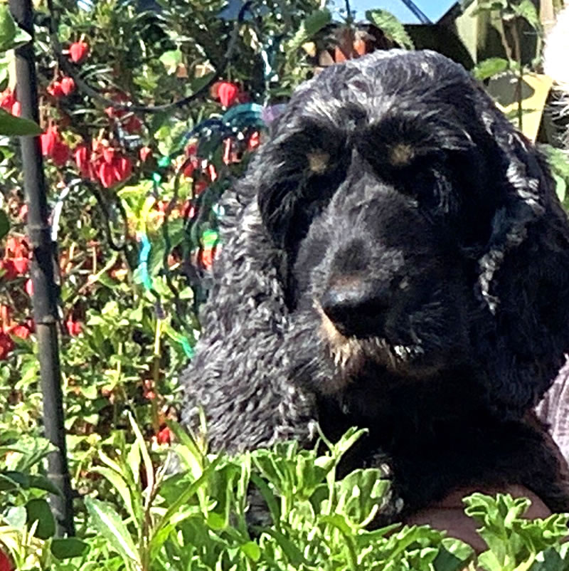 A dog in a garden