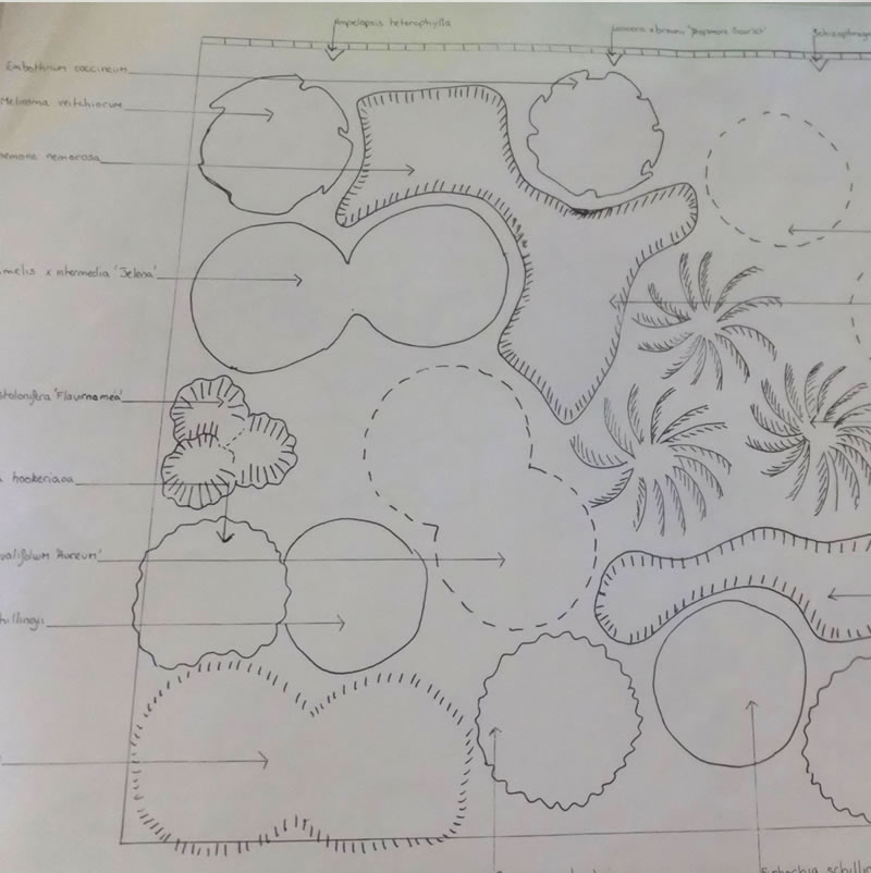 An outdoor space site plan for planting 
