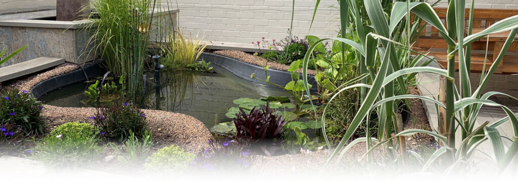 A garden pond and aquatic plants 